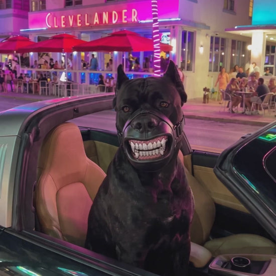 Grill-Style Dog Muzzle — Photo-Ready Street Look 🐾 — video 2