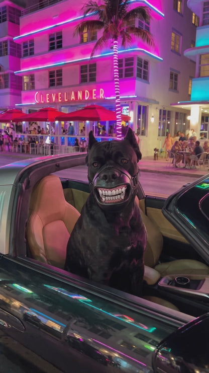 Grill-Style Dog Muzzle — Photo-Ready Street Look 🐾 — video 2